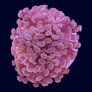 Assorted Hammer Frag - X6