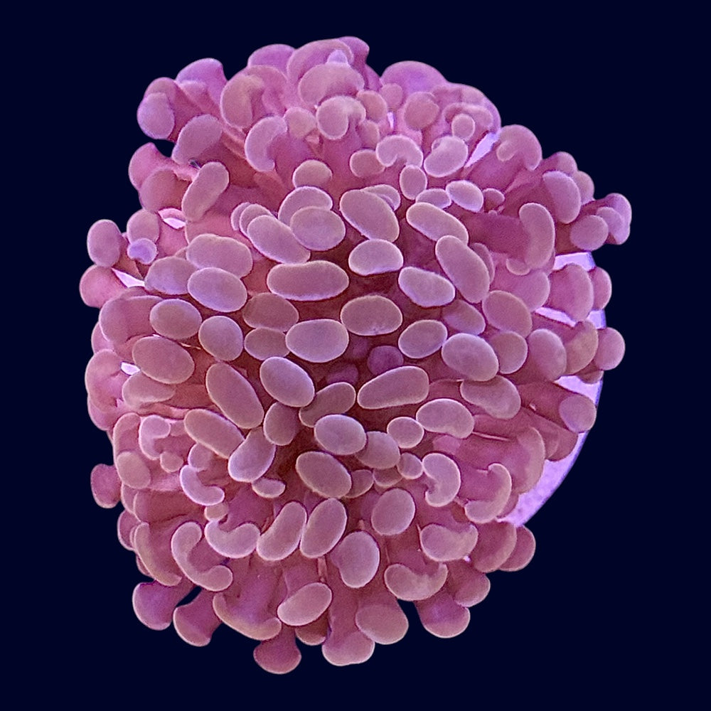 Assorted Hammer Frag - X6