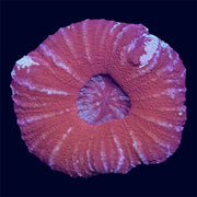 Red Scoly - Y2
