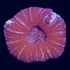 Red Scoly - Y2