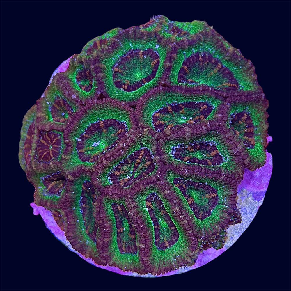 Micromussa Mini Colony - Y4