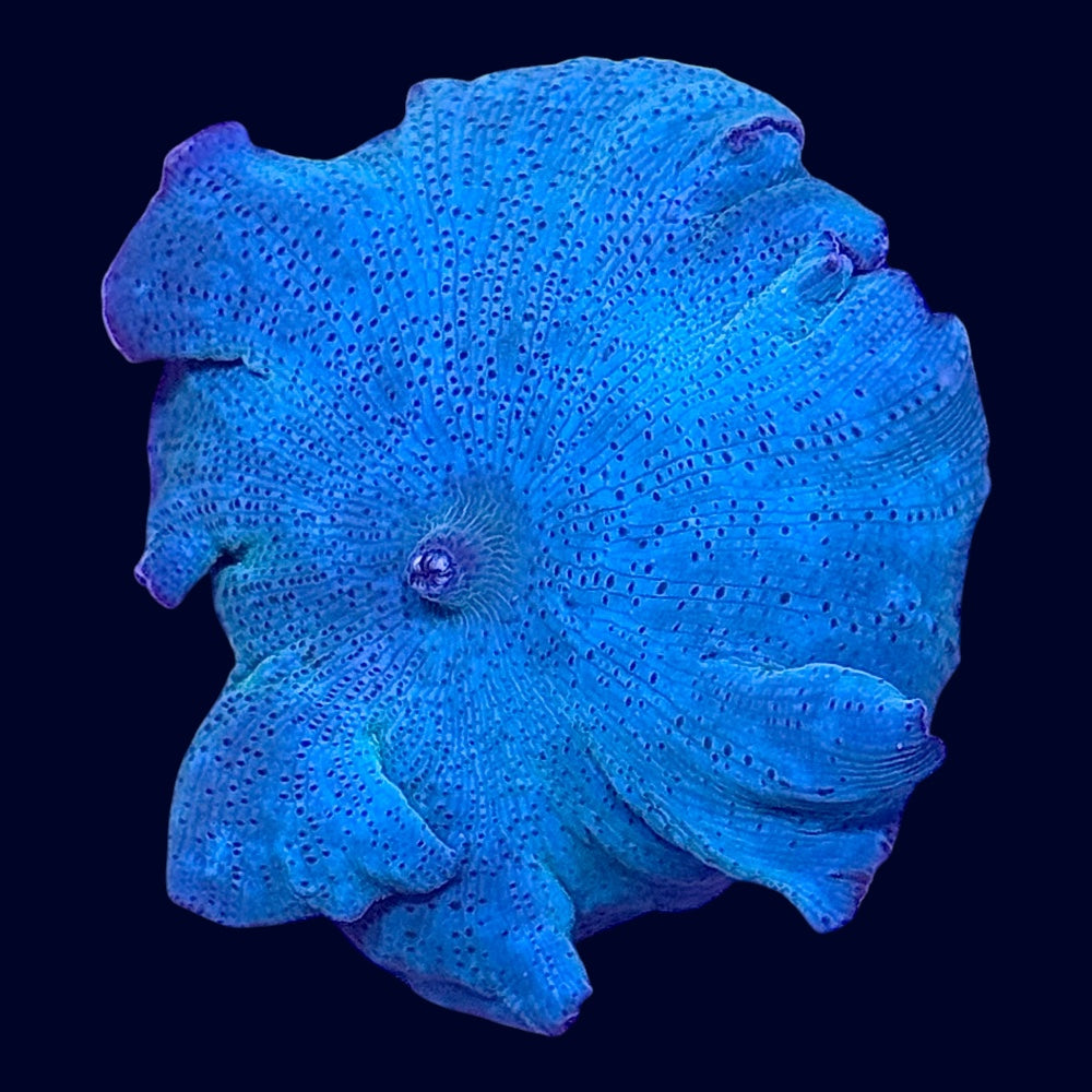 Blue Discosoma - Y4