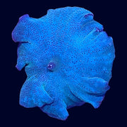 Blue Discosoma - Y4