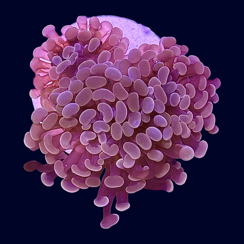 Assorted Hammer Frag - Y4