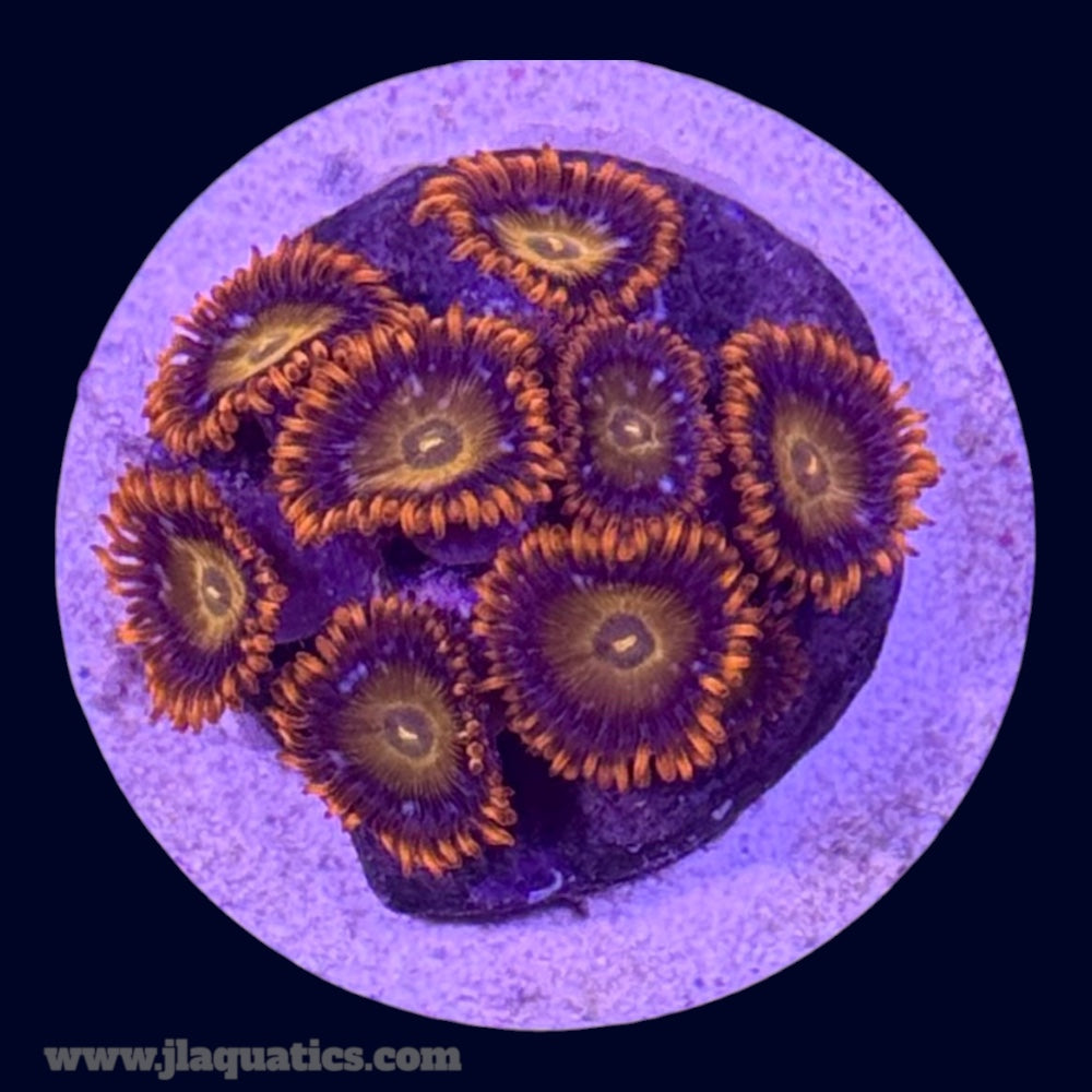 Orange Bam Bam Zoa - Y5