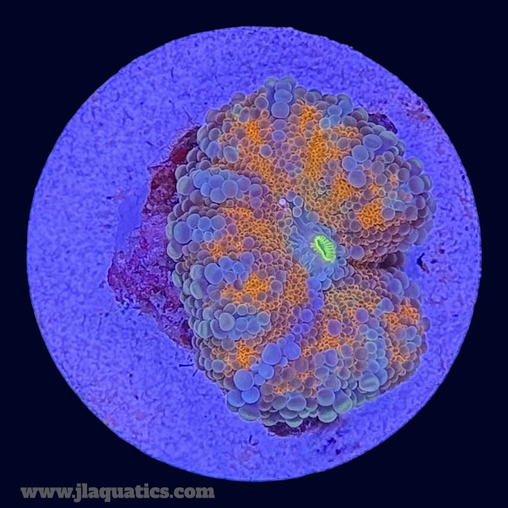 Orange Ricordea Yuma - C6