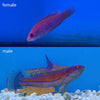 Carpenter's Flasher Wrasse (Asia Pacific)