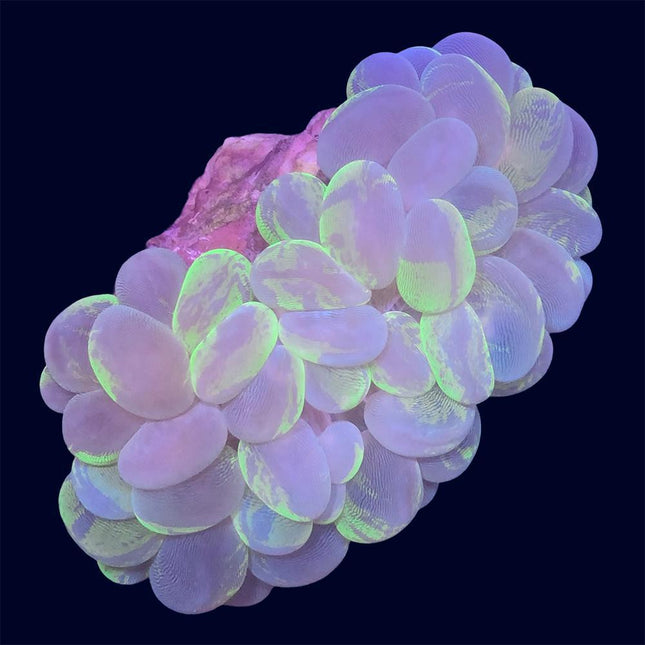 Cat's Eye Bubble Coral - A38
