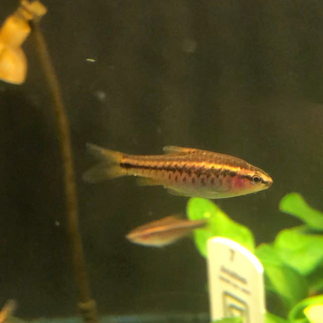 Cherry Barb