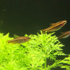 Cherry Barb