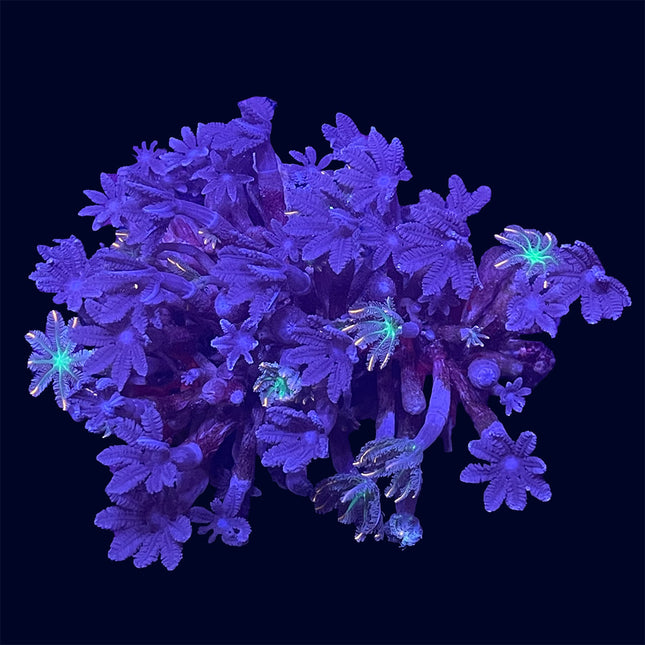 Clove Polyp - Firecracker - B38