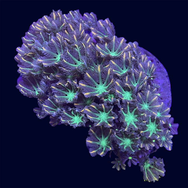 Clove Polyp - Firecracker - B40