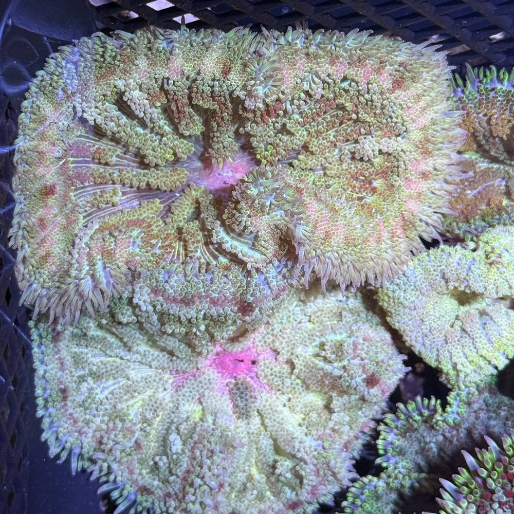 Common Maxi Mini Carpet Anemone