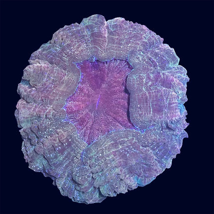 Doughnut Coral - Multicolor - C59