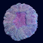Doughnut Coral - Multicolor - C59