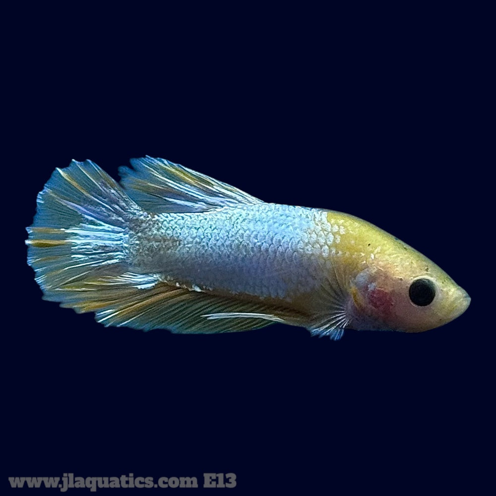 Betta - Fancy Yellow - E13