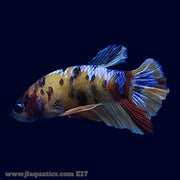 Betta - PK Multicolour - E17