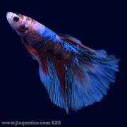 Betta - HM Candy - E25