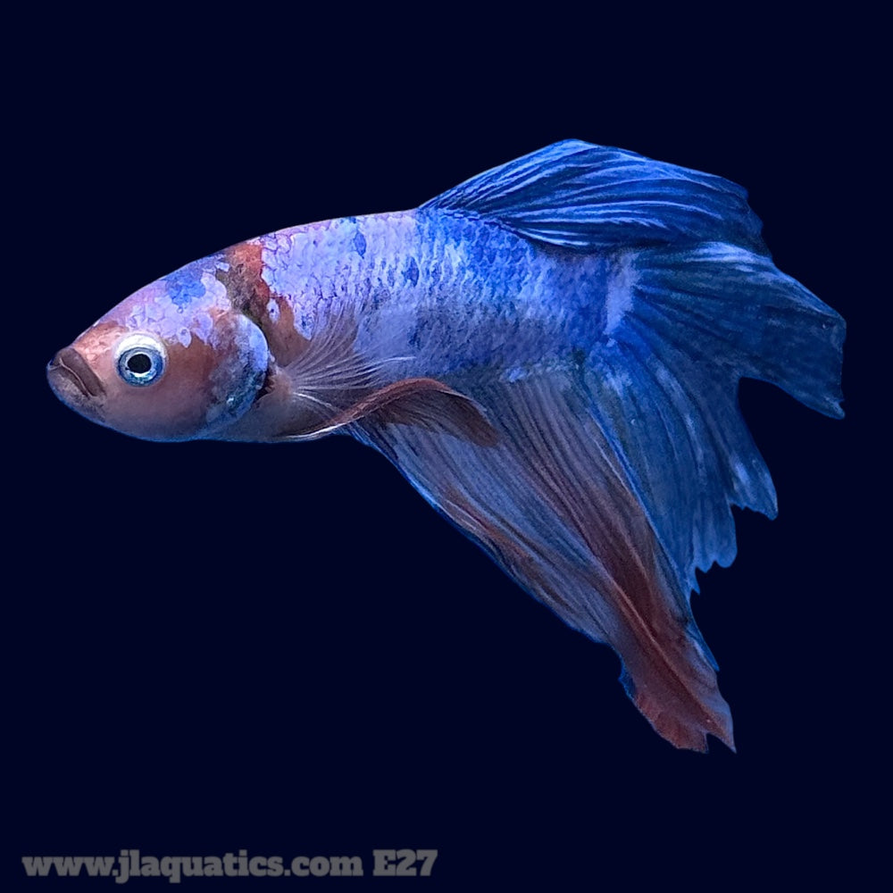 Betta - HM Multicolour - E27