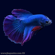Betta - HM Mascot - E3