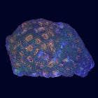 Echinata - Multicolor - B39