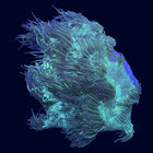 Elegance Coral - B45