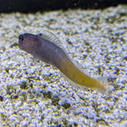 Bi-Color Blenny (Indian Ocean)