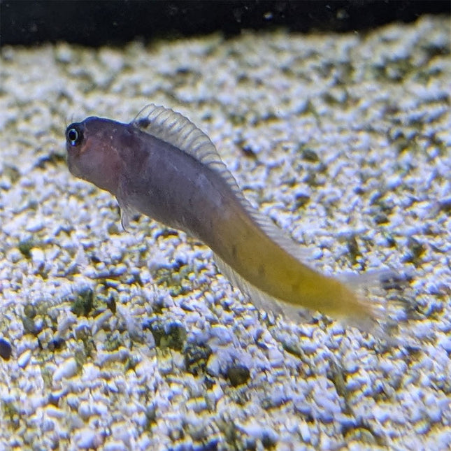 Bi-Color Blenny (Indian Ocean)