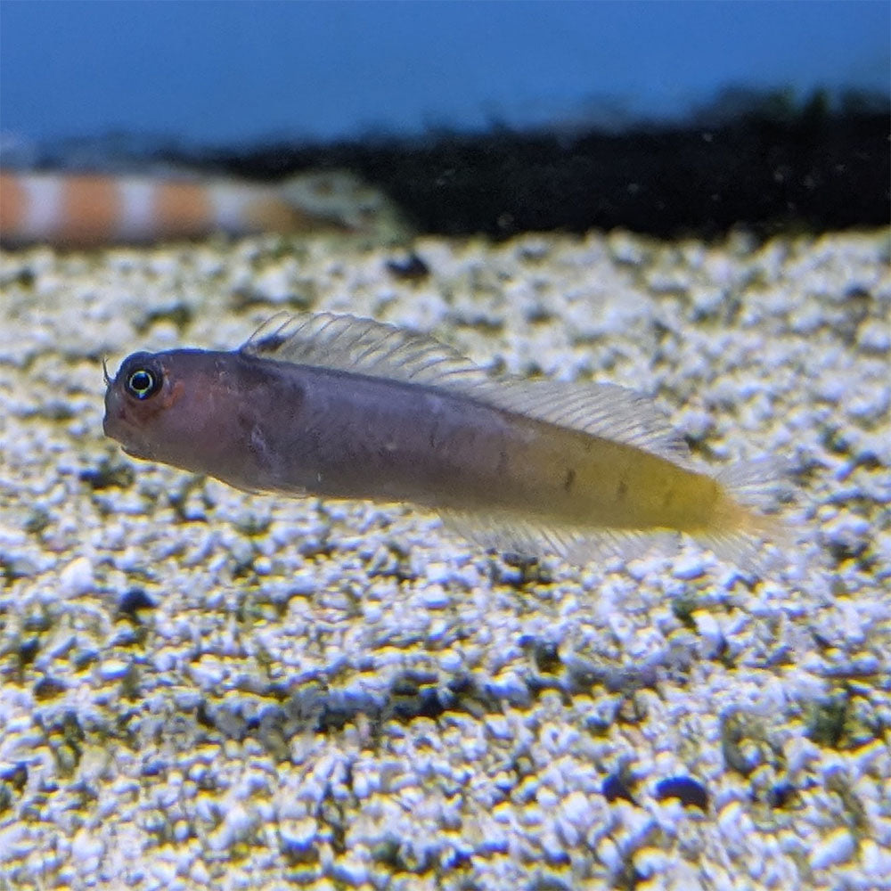 Bi-Color Blenny (Indian Ocean)