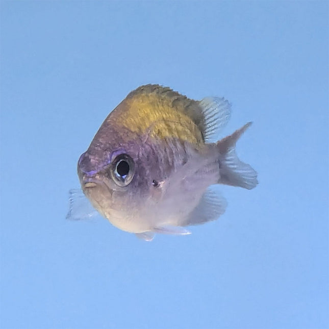 Sunshine Chromis (South Pacific)
