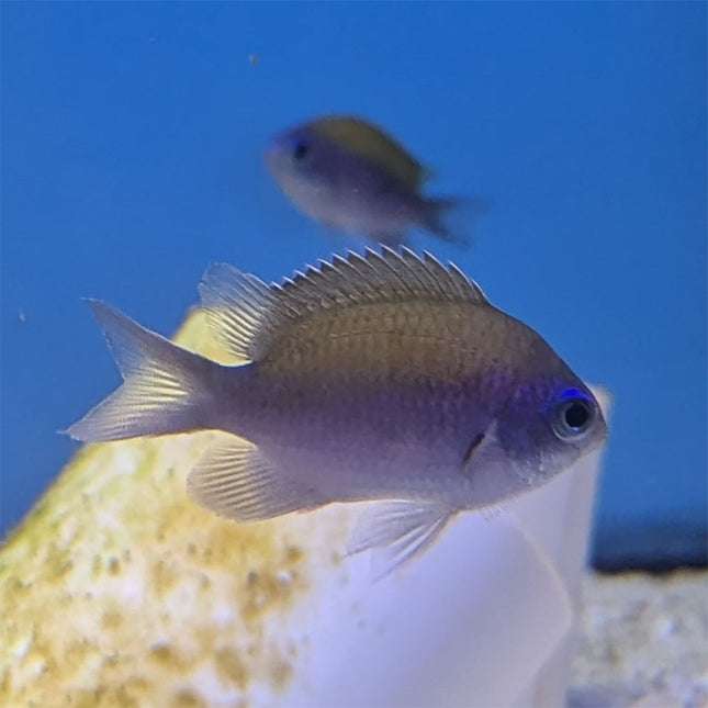 Sunshine Chromis (South Pacific)