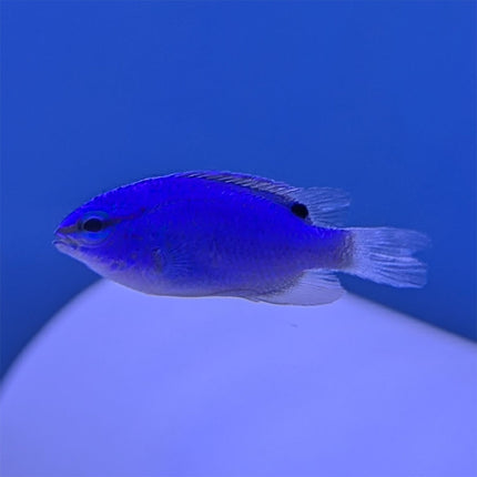 Blue Damsel (Asia Pacific)