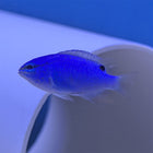 Blue Damsel (Asia Pacific)
