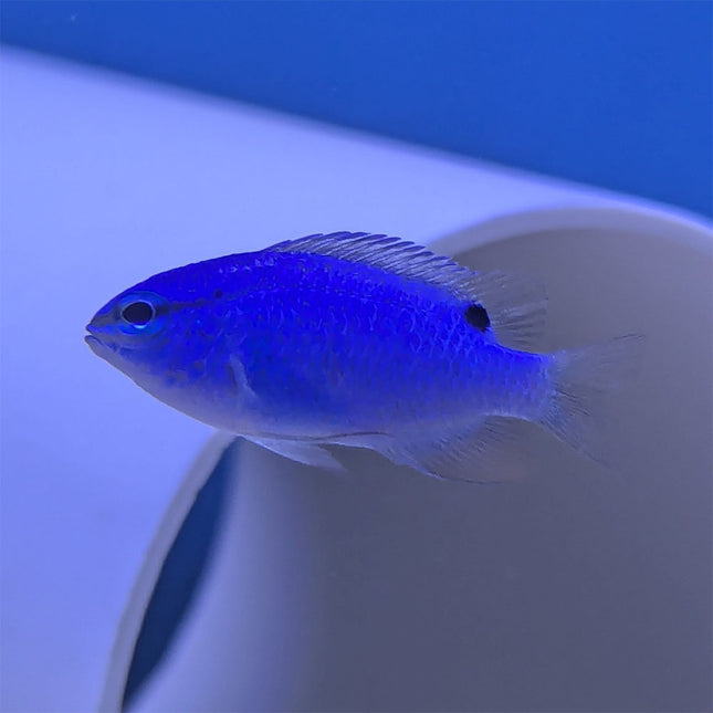 Blue Damsel (Asia Pacific)