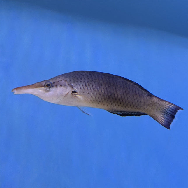 Bird (Female) Wrasse (Asia Pacific)