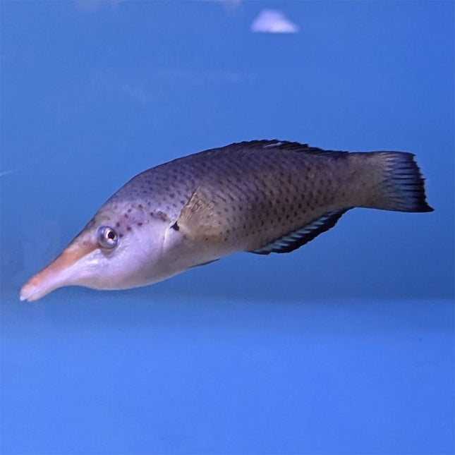 Bird (Female) Wrasse (Asia Pacific)