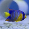 Hybrid Blue/Queen Angelfish