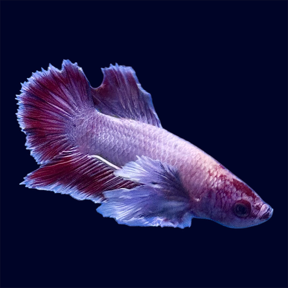 Plakat Dumbo Betta - E1