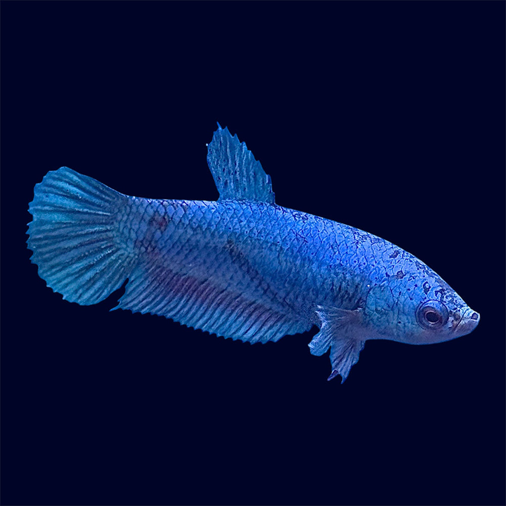 Female Betta - E10