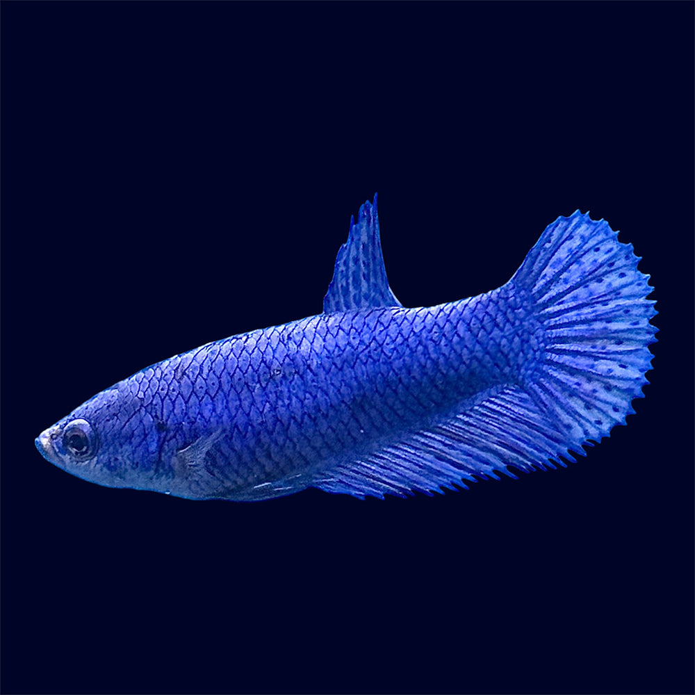 Female Betta - E11
