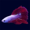 Halfmoon Red Dragon Betta - E2