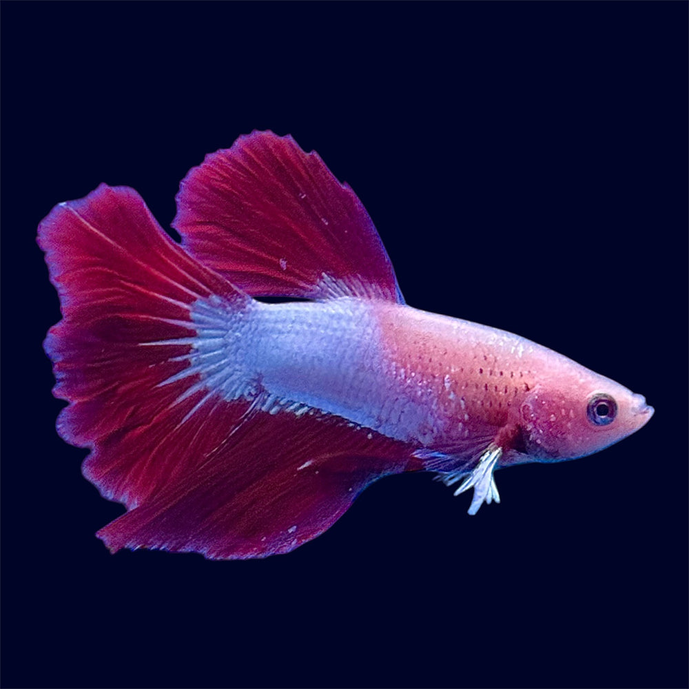 Halfmoon Red Dragon Betta - E3