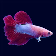 Halfmoon Red Dragon Betta - E3