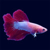 Halfmoon Red Dragon Betta - E3