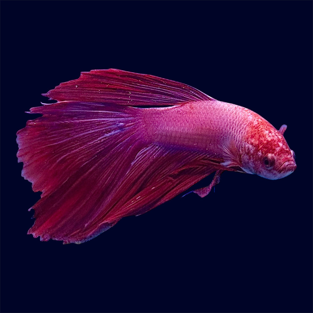Halfmoon Super Red Betta - E4