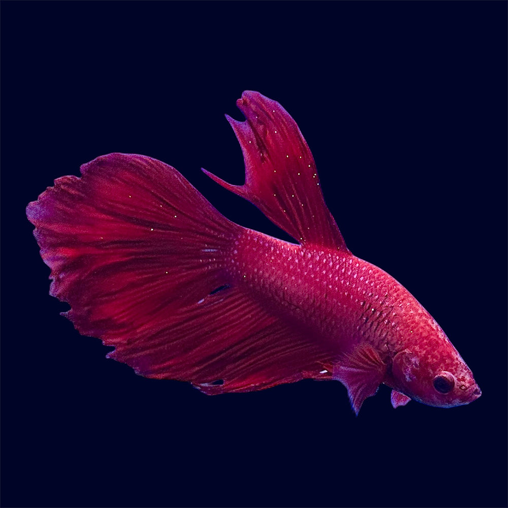 Halfmoon Super Red Betta - E5