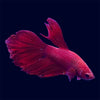 Halfmoon Super Red Betta - E5