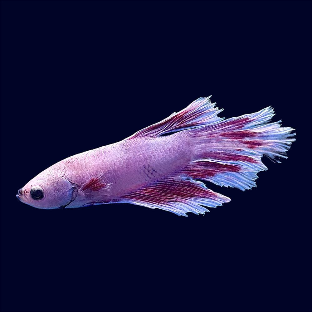 Plakat Dumbo Betta - E6