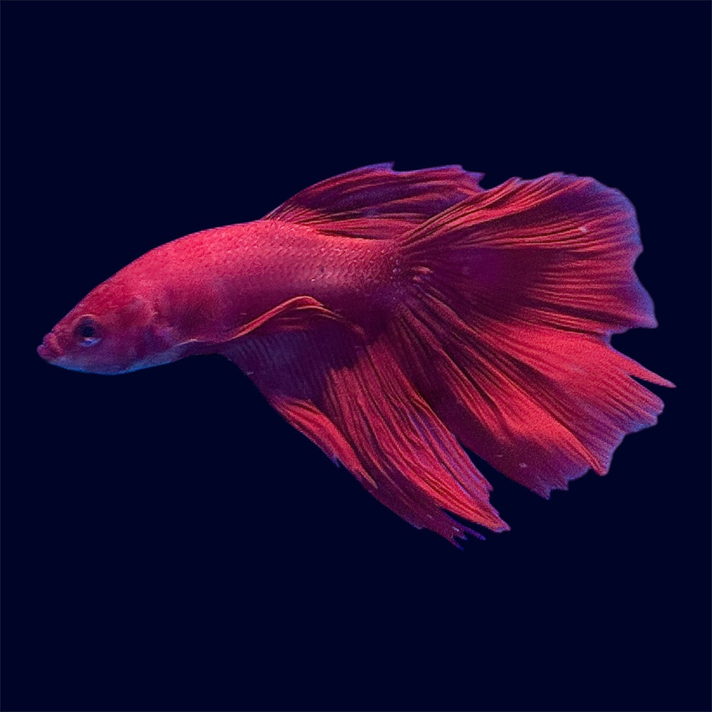 Halfmoon Super Red Betta - E7