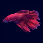 Halfmoon Super Red Betta - E7